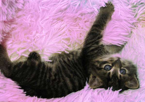 Котята!!! Открыты к резерву в фото 9