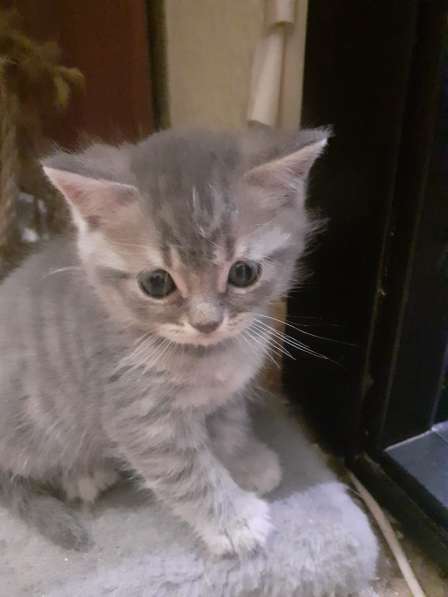 Котята шотландцы в фото 7