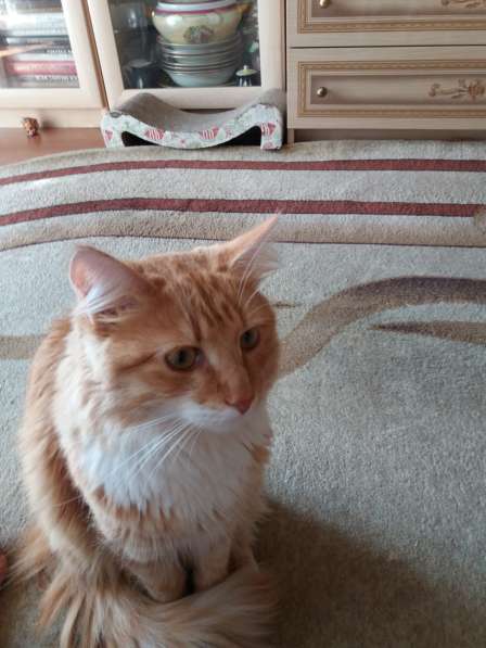 Рыжий кот ищет дом в Москве фото 3