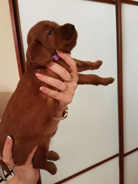 Щенок ирландского сеттера, мальчик в Москве фото 7