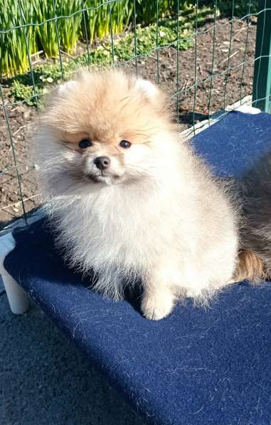 Щенки шпиц в Калининграде фото 11