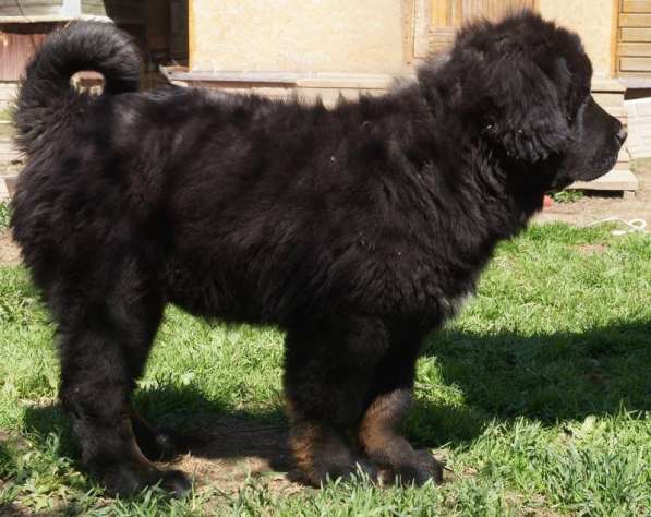 Щенки Тибетского мастифа. 100 Китай в Дмитрове фото 20