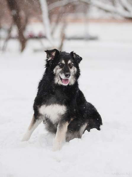 Пушистая весёлая Дакота ищет семью в Москве фото 36