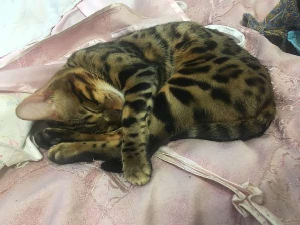 Бенгальские котята❤️ в Перми фото 18