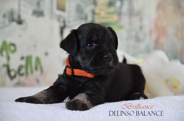 Шикарные щенки цвергшнауцера окраса черный с серебром в фото 19