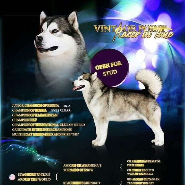 Щенки Аляскинского маламута в Самаре фото 17