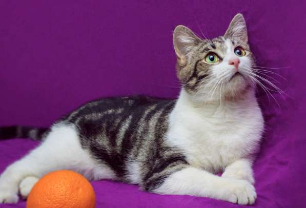 Котенок в добрые руки. Тошка-добрая душа в Москве фото 18