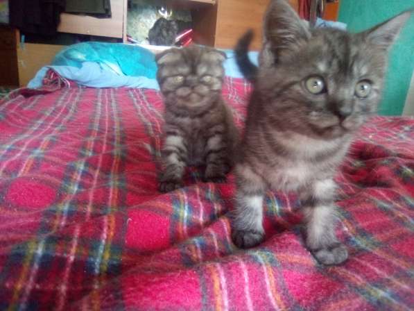 Шотландский денди скоттиш- страйт в Санкт-Петербурге фото 16