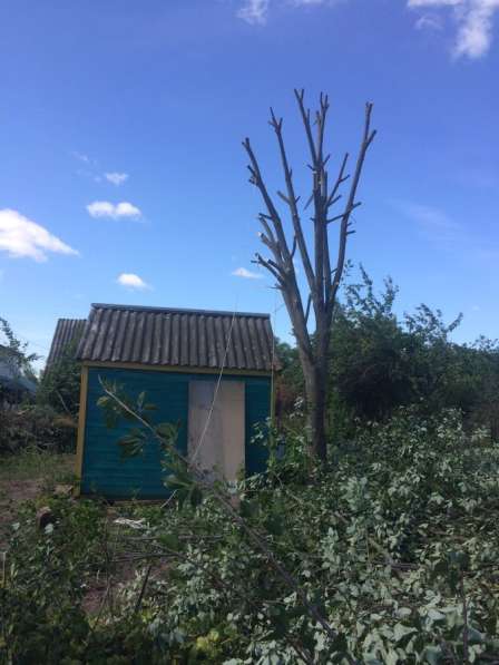 Спил деревьев в Москве фото 12