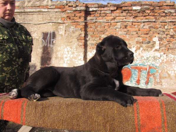 Щенки алабая (среднеазиатской овчарки) в Крымске фото 8