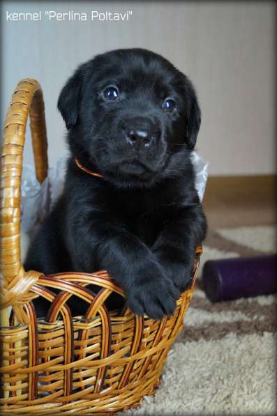 Щенки лабрадора ретривера от чемпионов! в фото 13