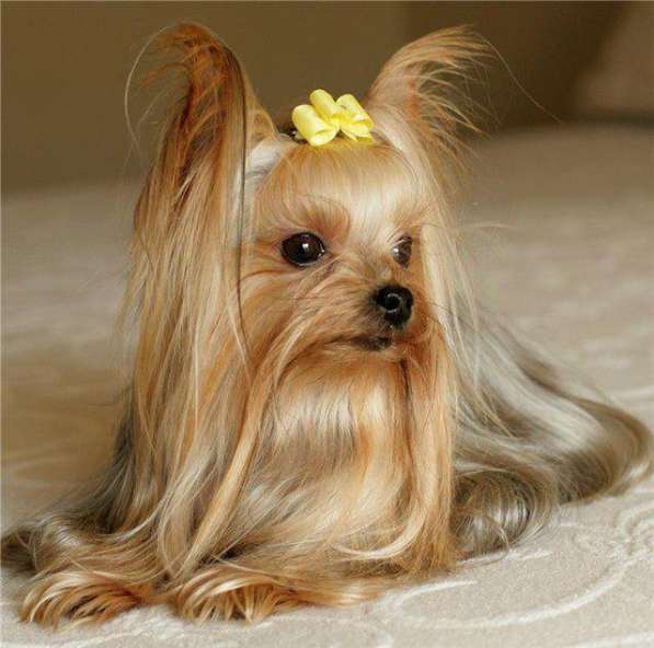 Девочка йоркширского терьера в Санкт-Петербурге