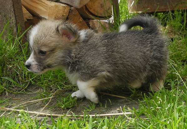 Щенки Вельш Корги Пемброк в Москве фото 19