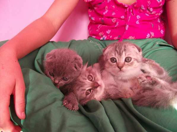 Вислоухие девочки в Симферополе фото 13