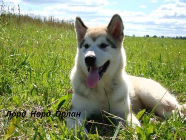 Перспективные щенки Аляскинского маламута в Санкт-Петербурге фото 4