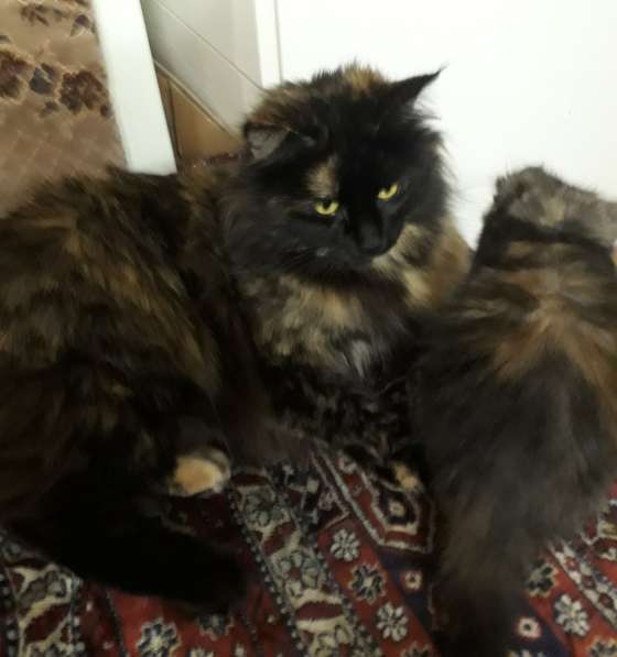 Котята Мейн-кун метисы в Наро-Фоминске фото 5