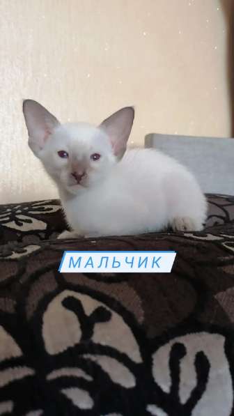 Ориентальные котята в Омске фото 3