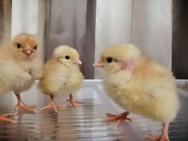 Цыплята мясо-яичные подросшие в Самаре фото 5