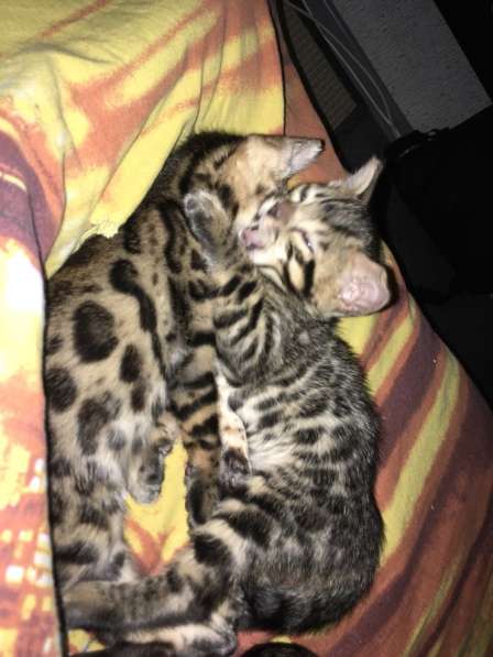 Бенгальские котята❤️ в Перми фото 10