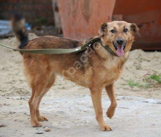 Лотта ищет дом 4 года! в Краснодаре фото 3