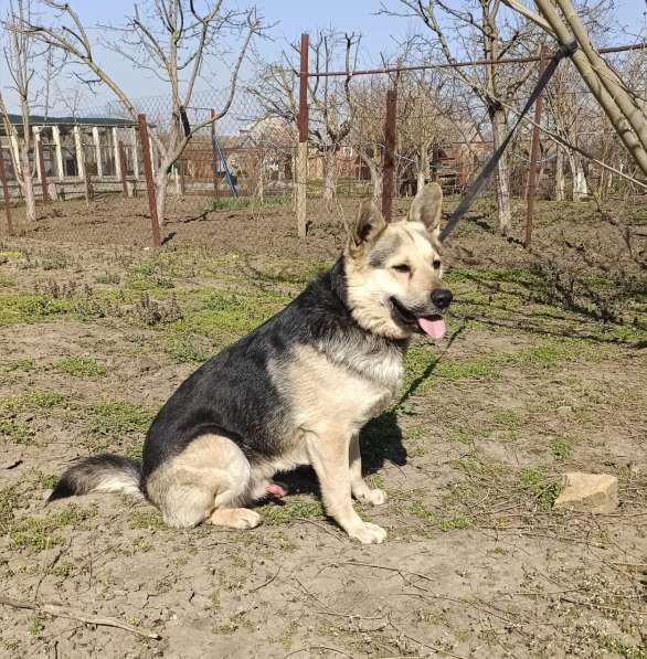 Мега-ласковый пёс Арчи в добрые руки в Москве фото 5