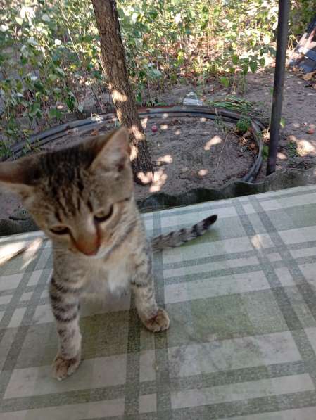 Котенок в дар