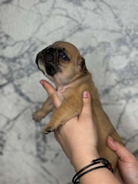 Французское счастье! в Екатеринбурге фото 4