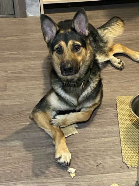 Щенок овчарки в добрые руки