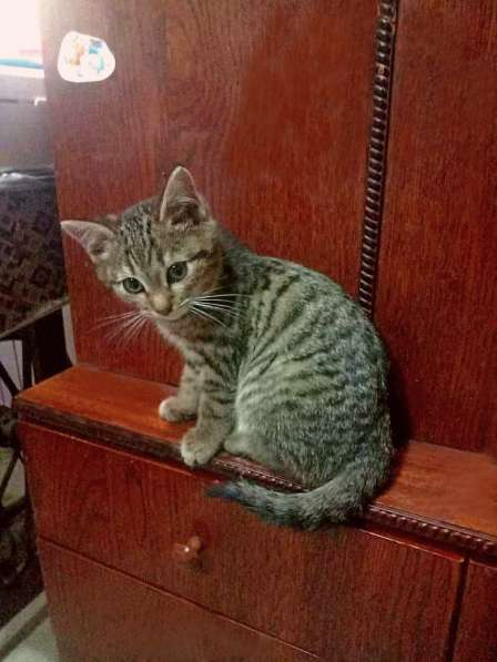 Кошка в добрые руки