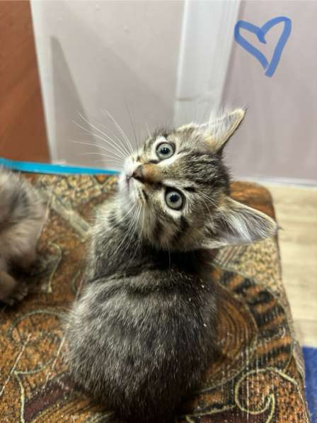 Подкинули котят ?отдаем в добрые руки в Якутске фото 3