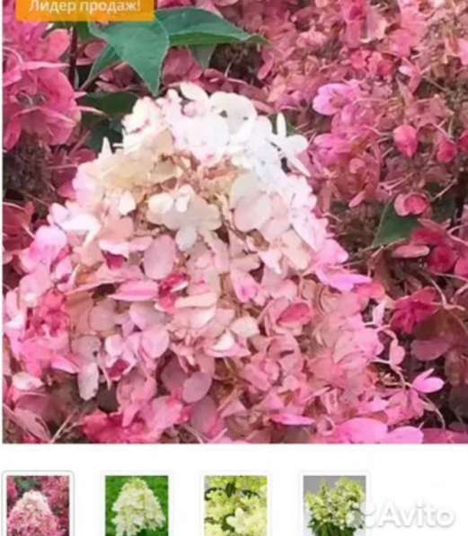 Гортензии метельчатые в Самаре фото 7