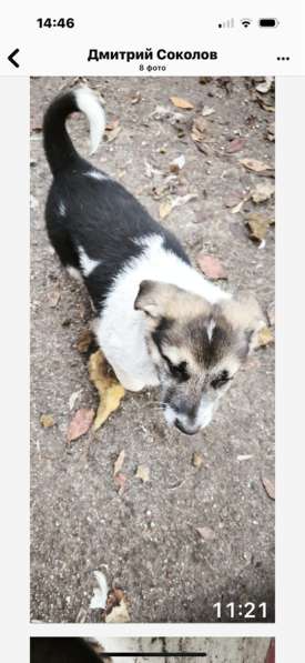 Щенки в Сибае фото 3