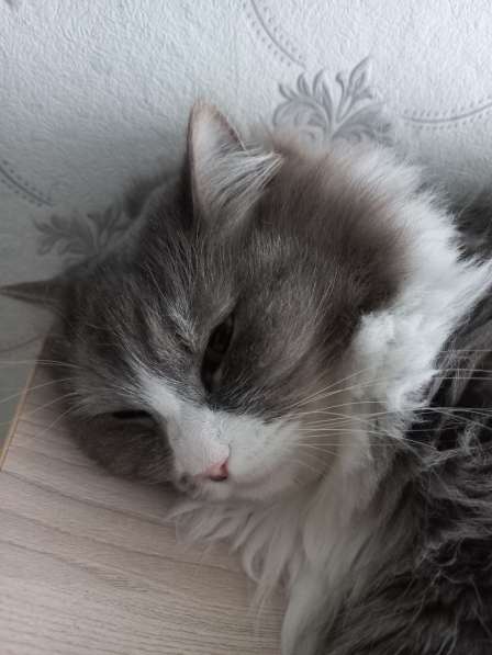 Кот сибиряк,4 года в Новосибирске фото 6