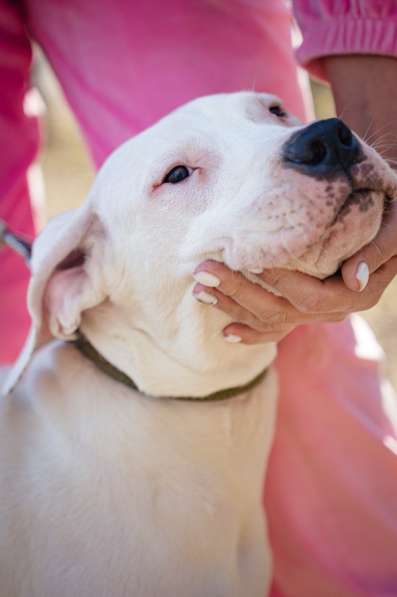 Аргентинский дог щенок в Кемерове