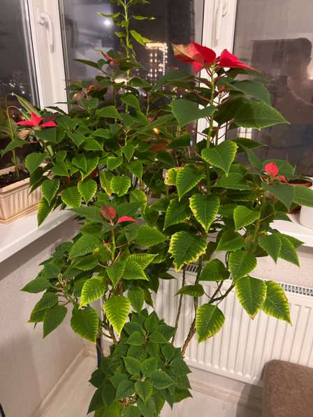 Пересадка комнатных растений