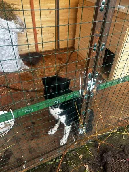 Молодая лайка ищет своего человека