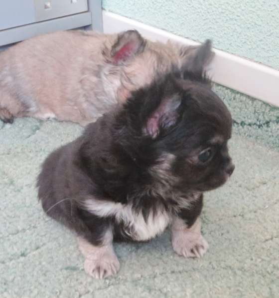 Чихуахуа шоу мальчик в Санкт-Петербурге фото 6