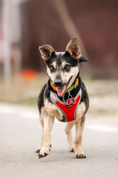 Маленькая собачка Дора в дар в Москве фото 10
