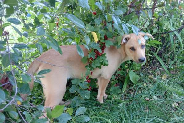 Замечательная собака-охранница Лиска в дар в 