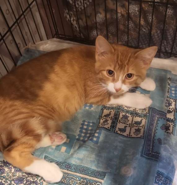 Рыжие котята в добрые руки в Москве фото 5