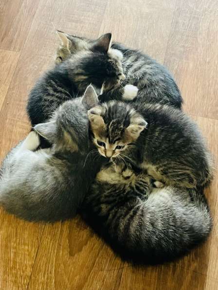 Котята в добрые руки! в Нижневартовске фото 4