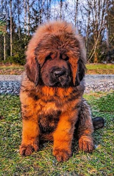 Щенки тибетского мастифа в Москве фото 3