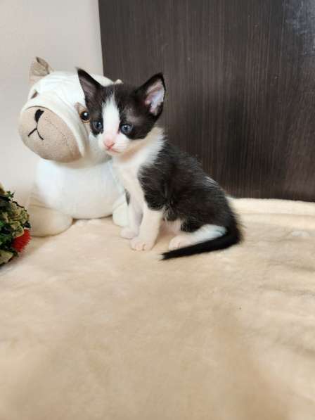 Котята в любящую семью в Австрии