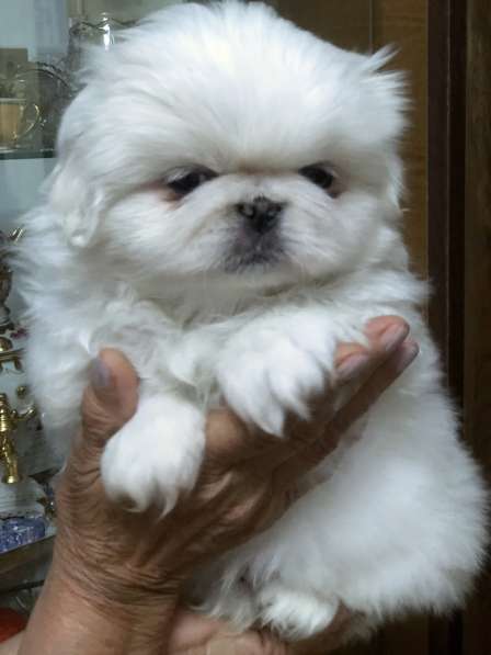 Пекинес белоснежный