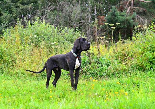 Щенки немецкого дога в Москве фото 3