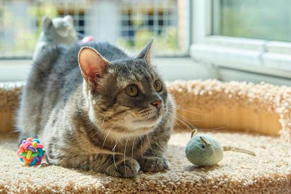 Котик Луня в добрые руки в Москве фото 5