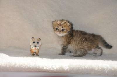 Удивительные котята в Белореченске