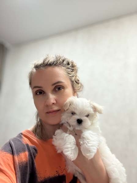 Мальтезе девочка в Калининграде фото 6