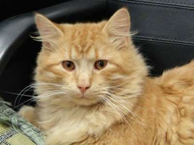 Отдам даром Рыжий красавец Марк