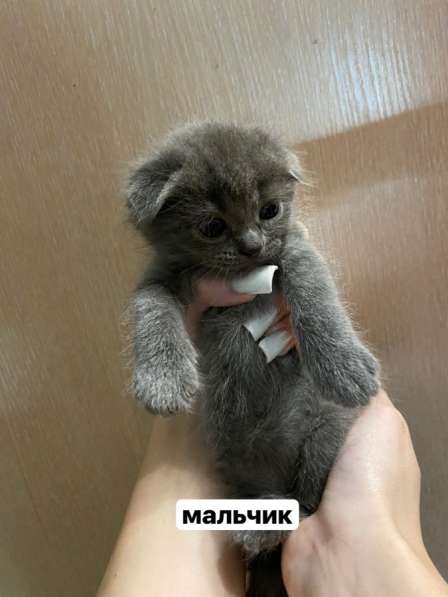 Котята в хорошие руки в Кемерове фото 3